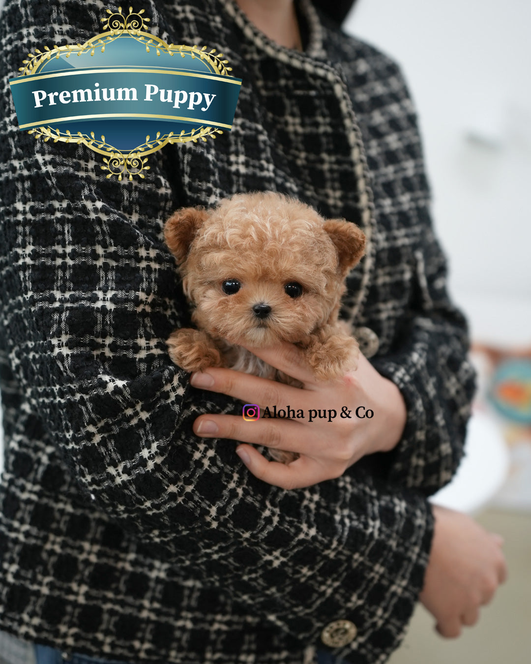 Vivi [TEACUP POODLE]