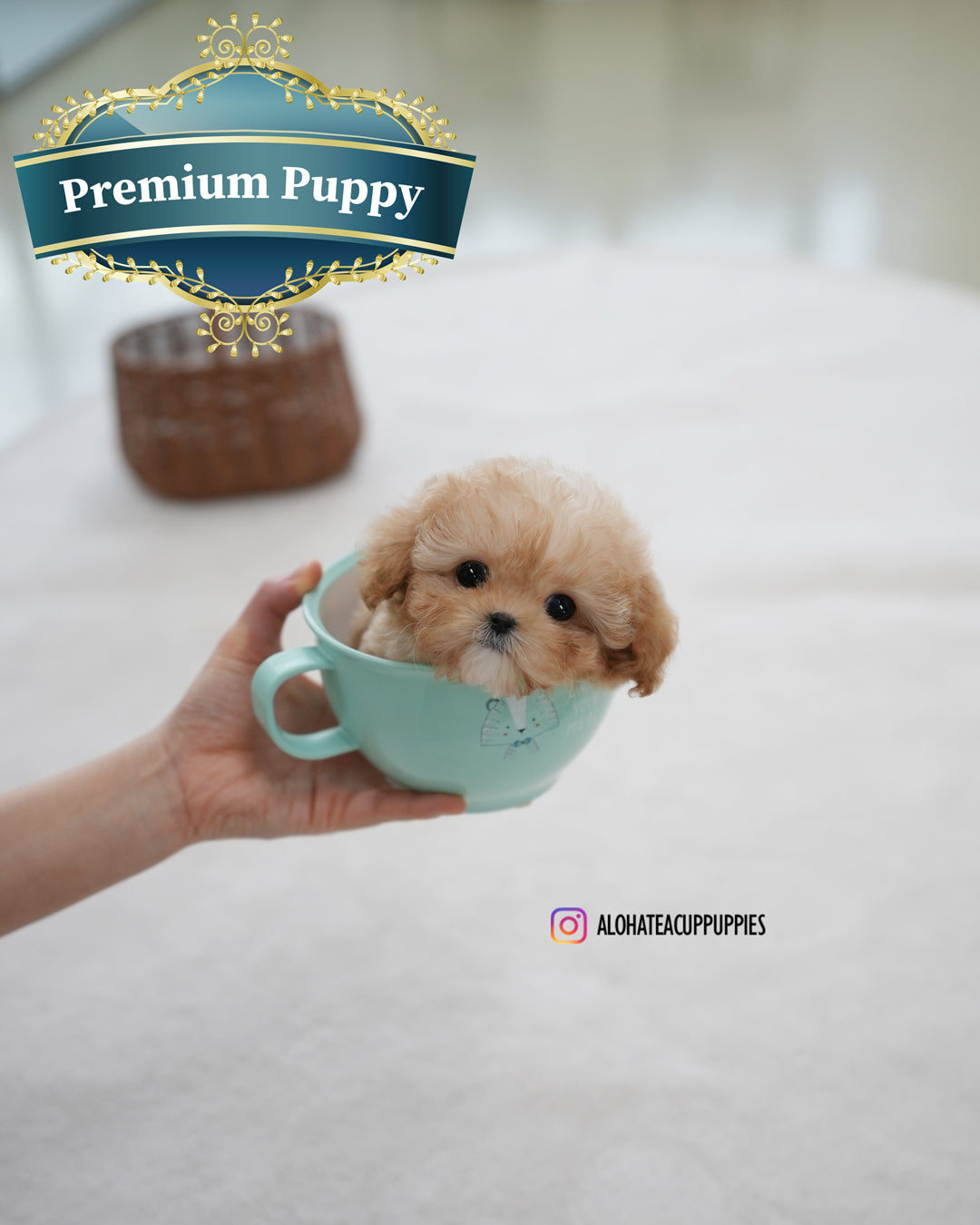 Reve [TEACUP POODLE]