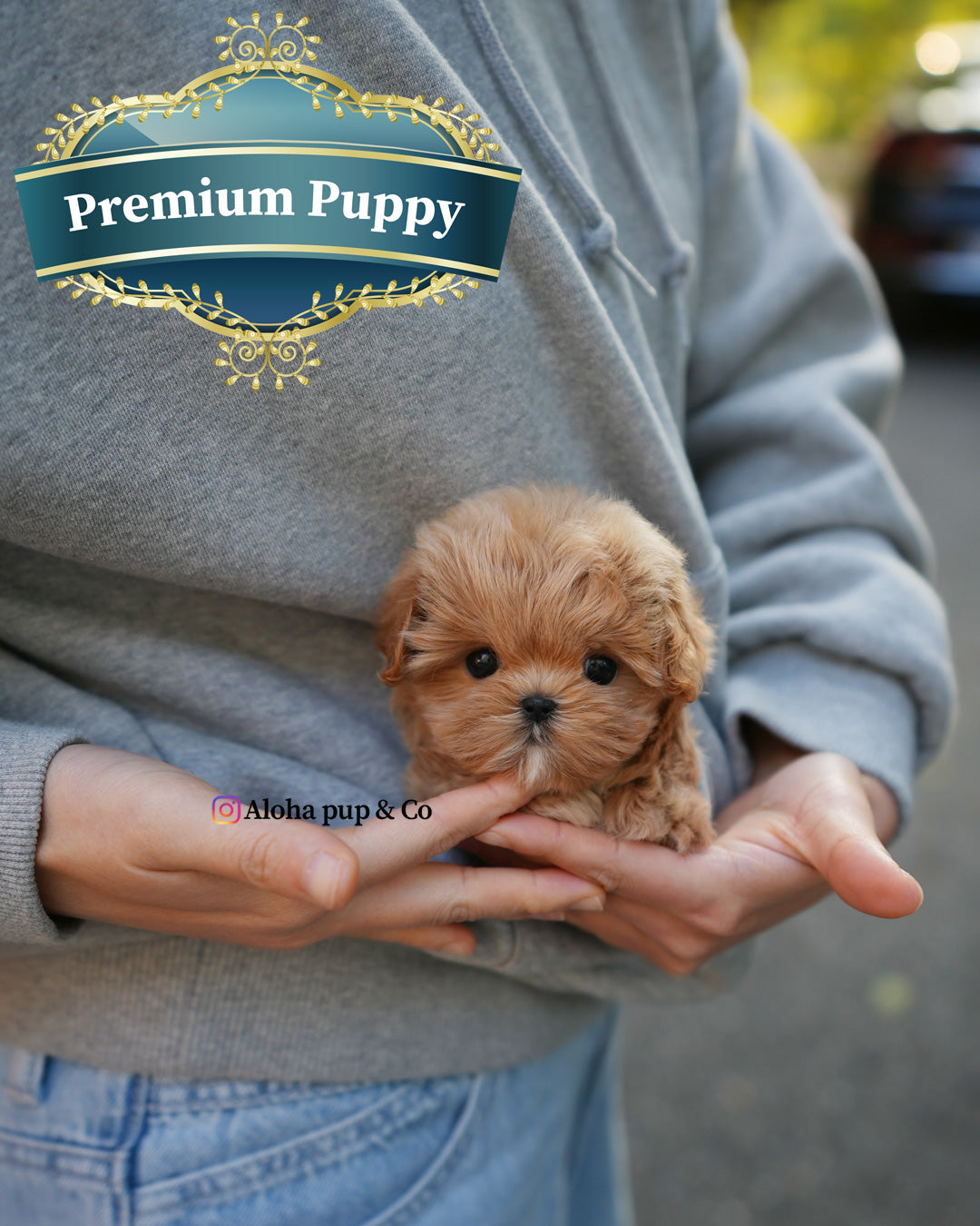 Mila [TEACUP MALTIPOO]
