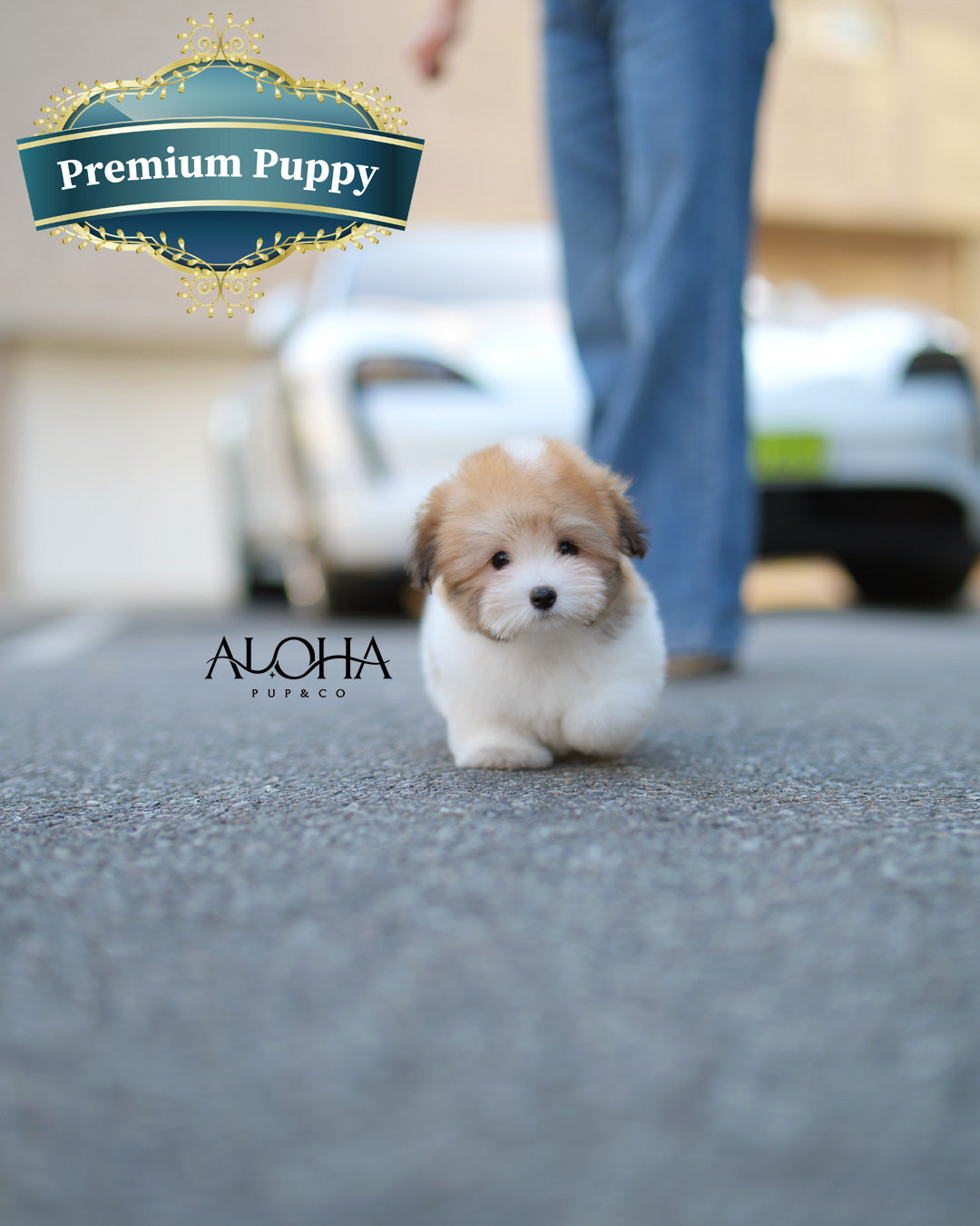 Ritz [Mini Coton de Tulear]