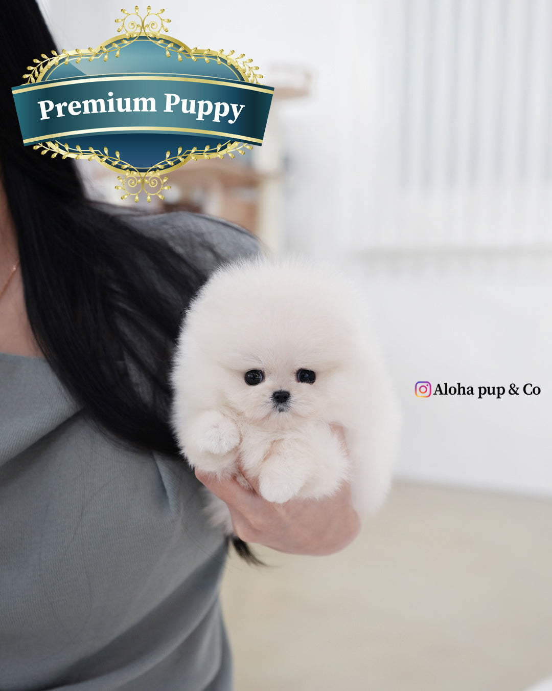 Kiara [POMERANIA TAZA DE TÉ]