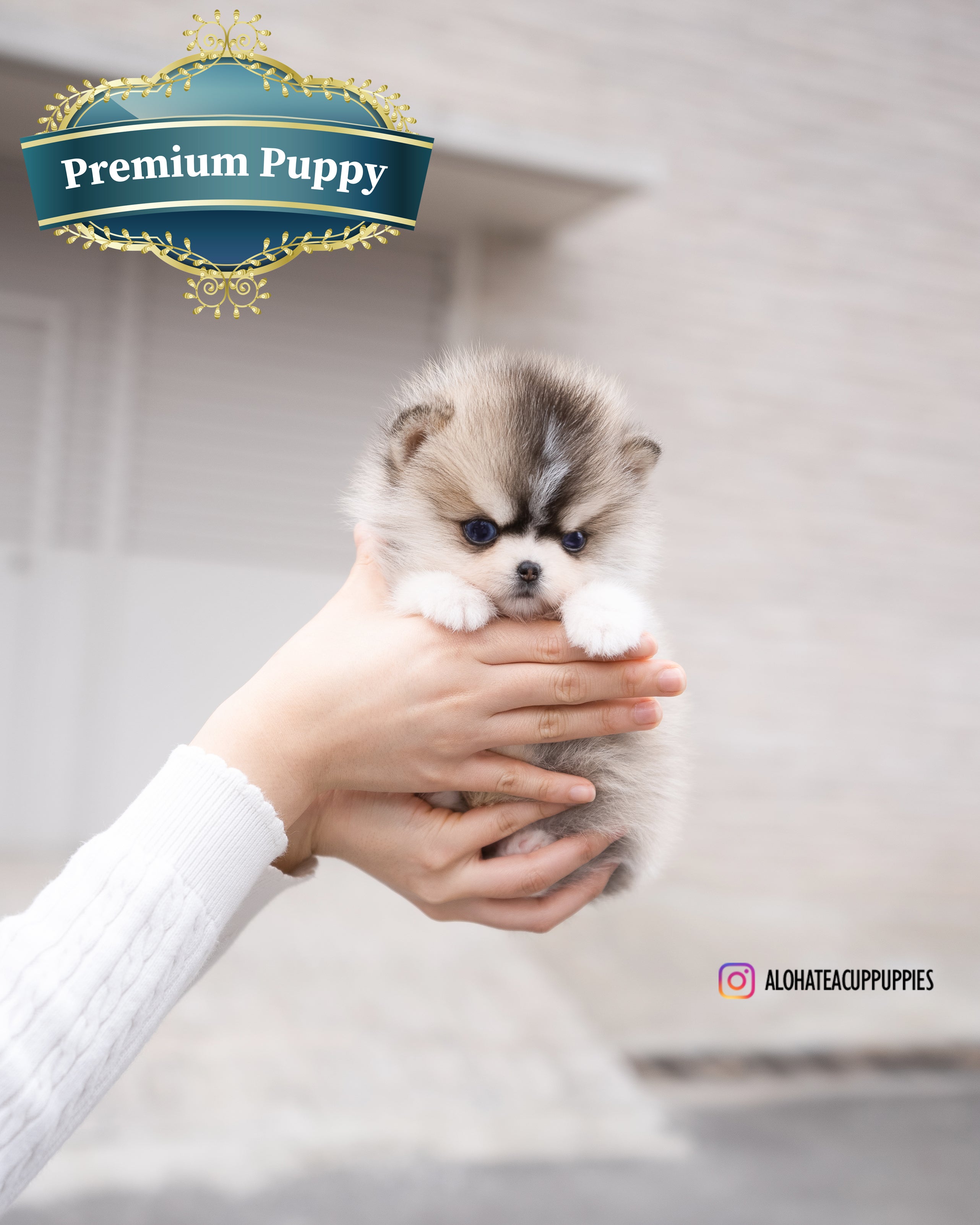 Chopa [TEACUP POMSKY]