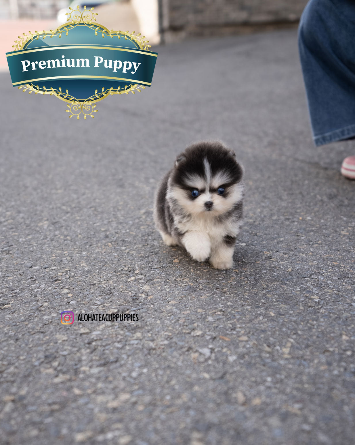 Foufou [TEACUP POMSKY]