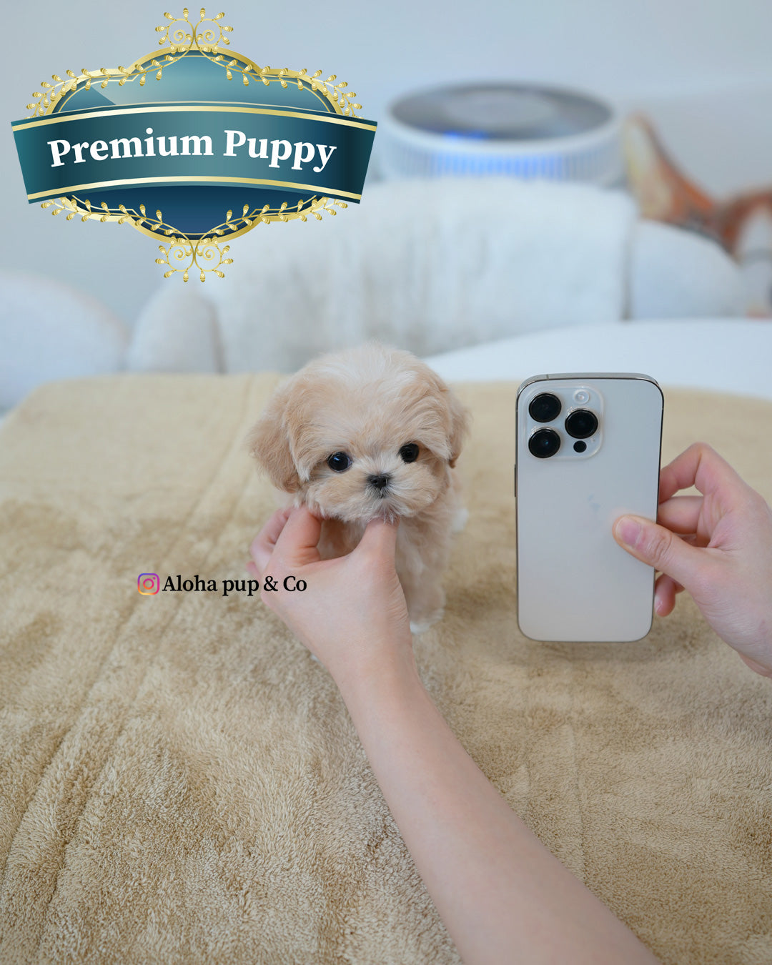 Mori [TEACUP MALTIPOO]