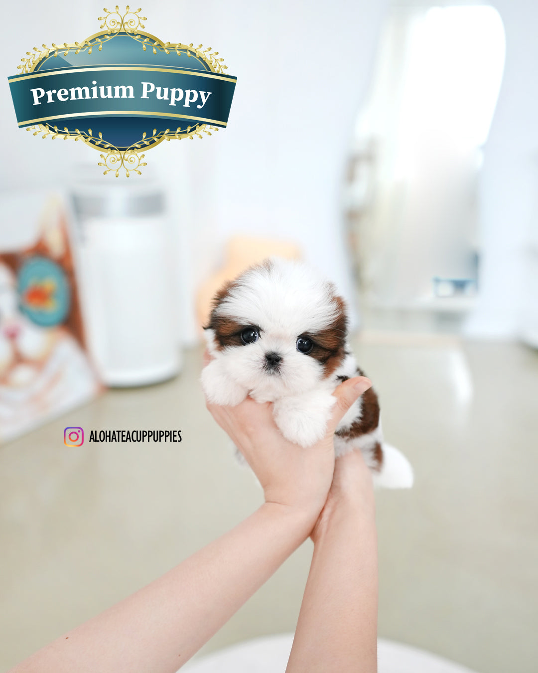 Darling [Mini Shih tzu]