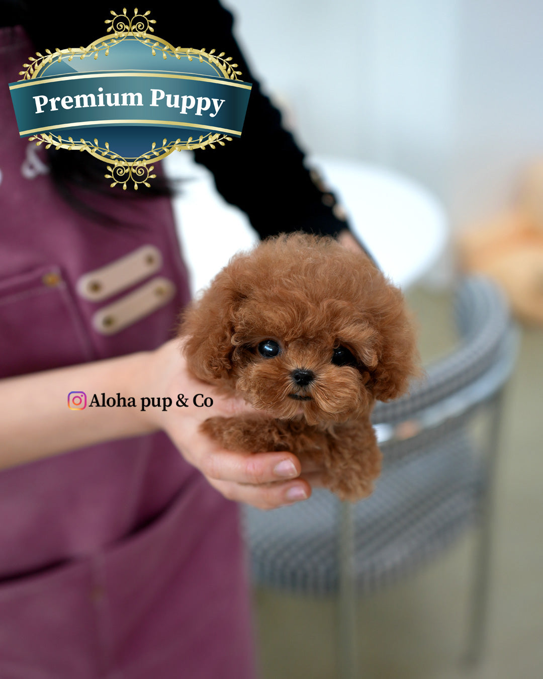 Ronnie [TEACUP POODLE]