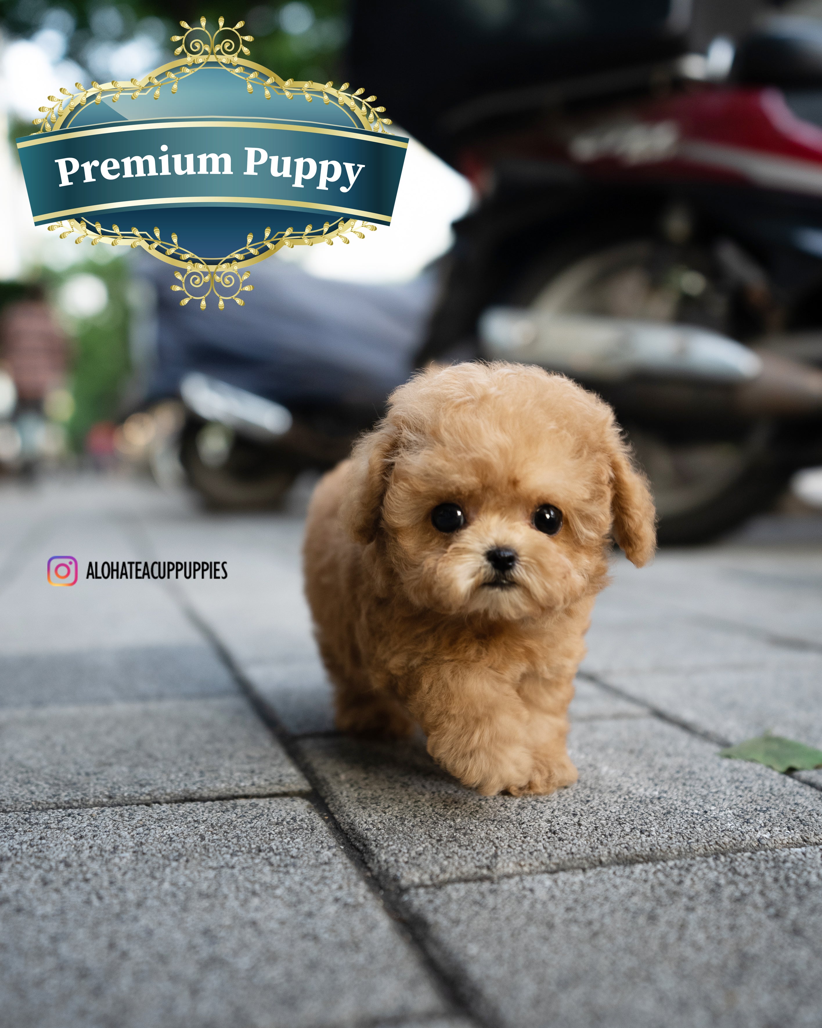 Dolly [TEACUP MALTIPOO]