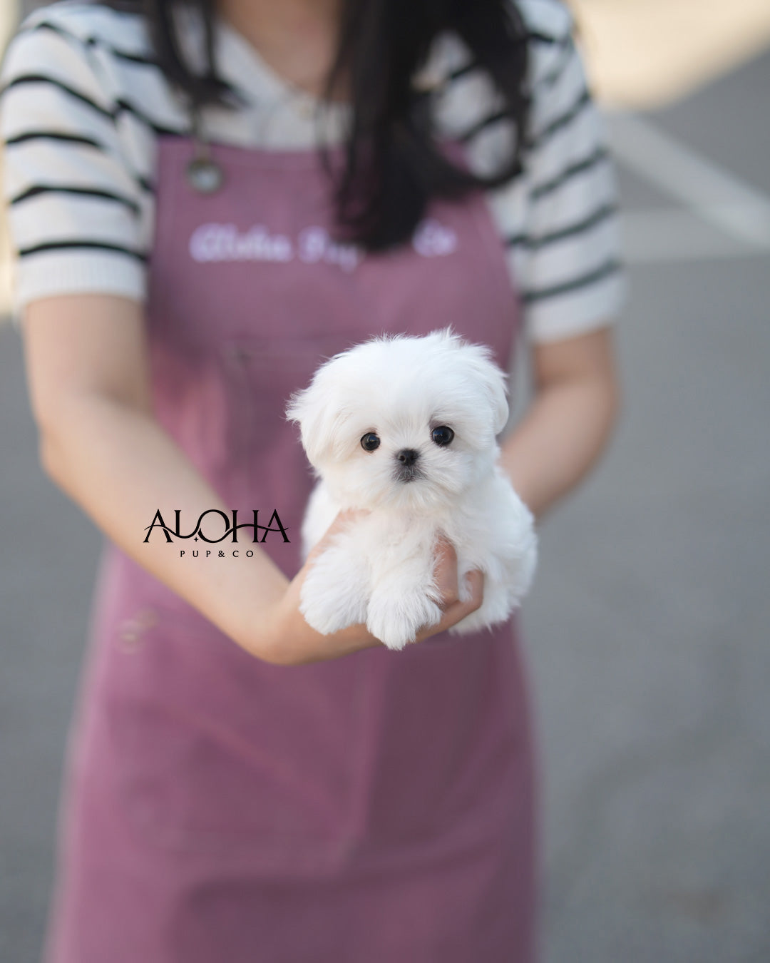 Jenny [TEACUP Maltese]