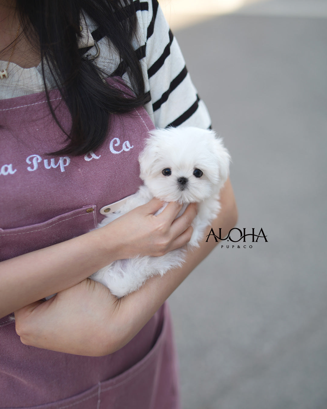Jenny [TEACUP Maltese]