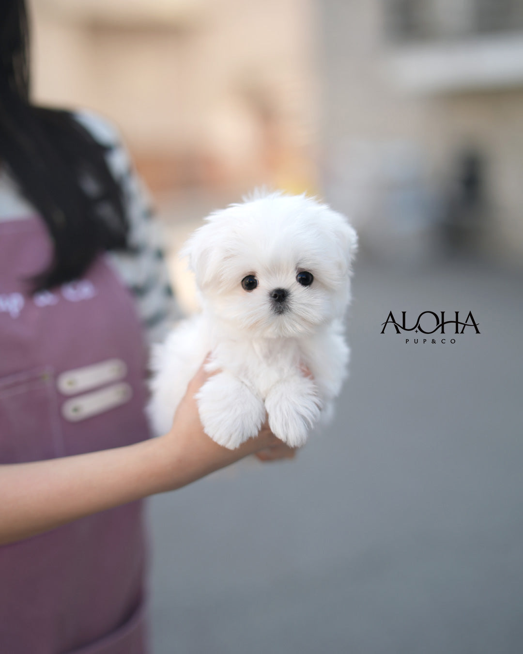 Jenny [TEACUP Maltese]