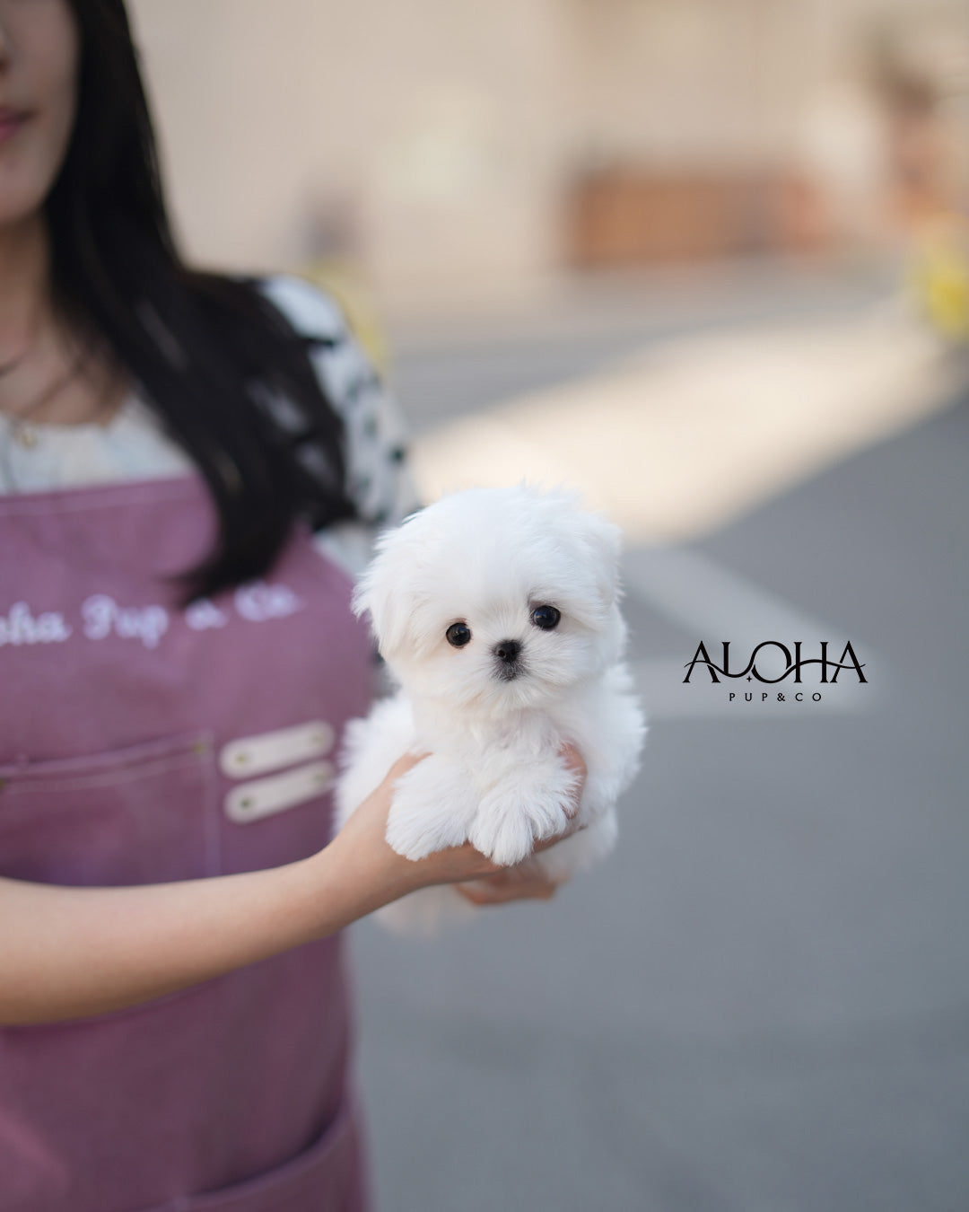 Jenny [TEACUP Maltese]