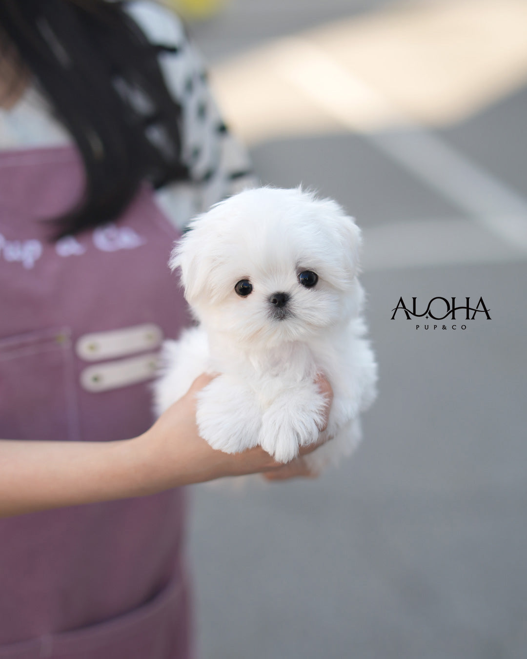 Jenny [TEACUP Maltese]