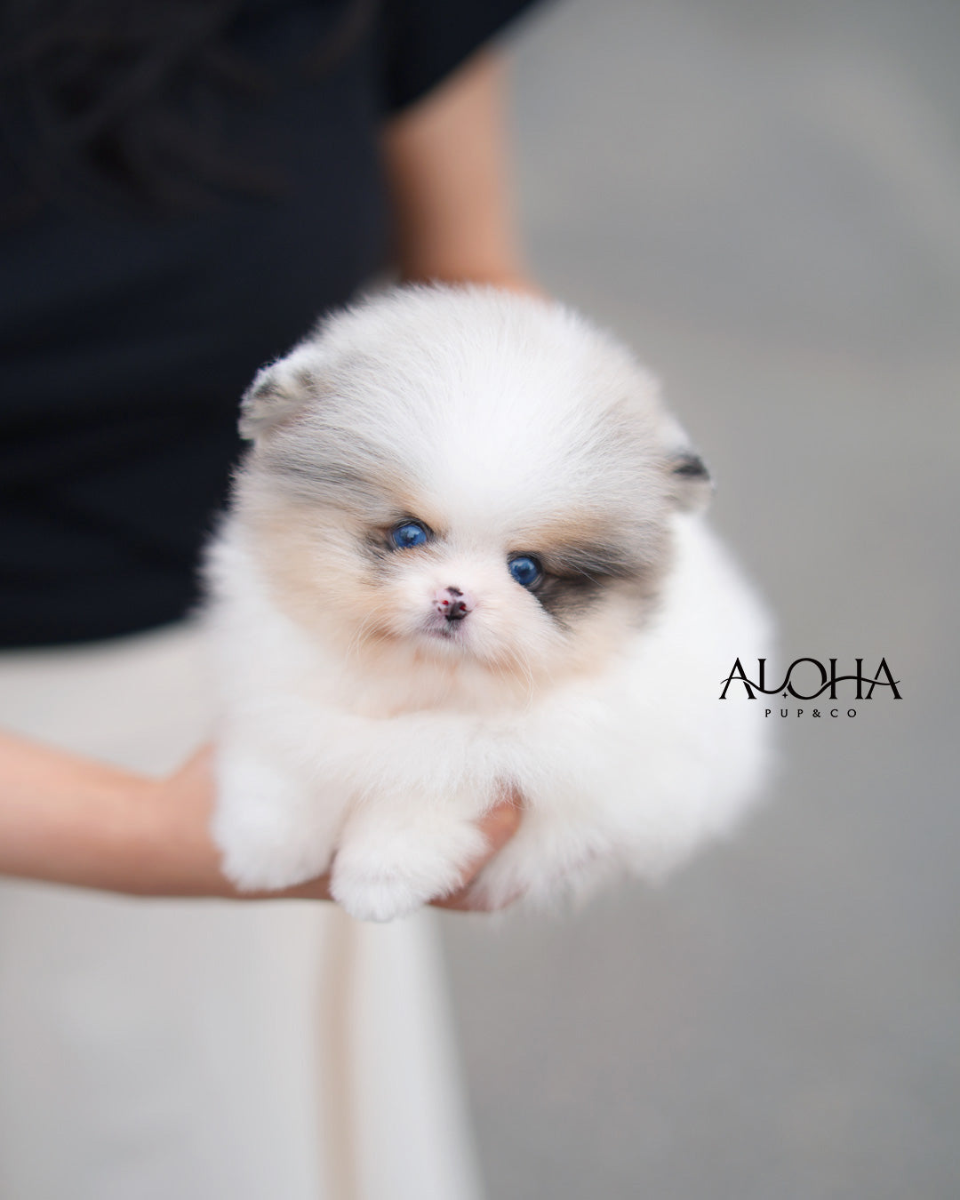 Billy [TEACUP POMERANIAN]