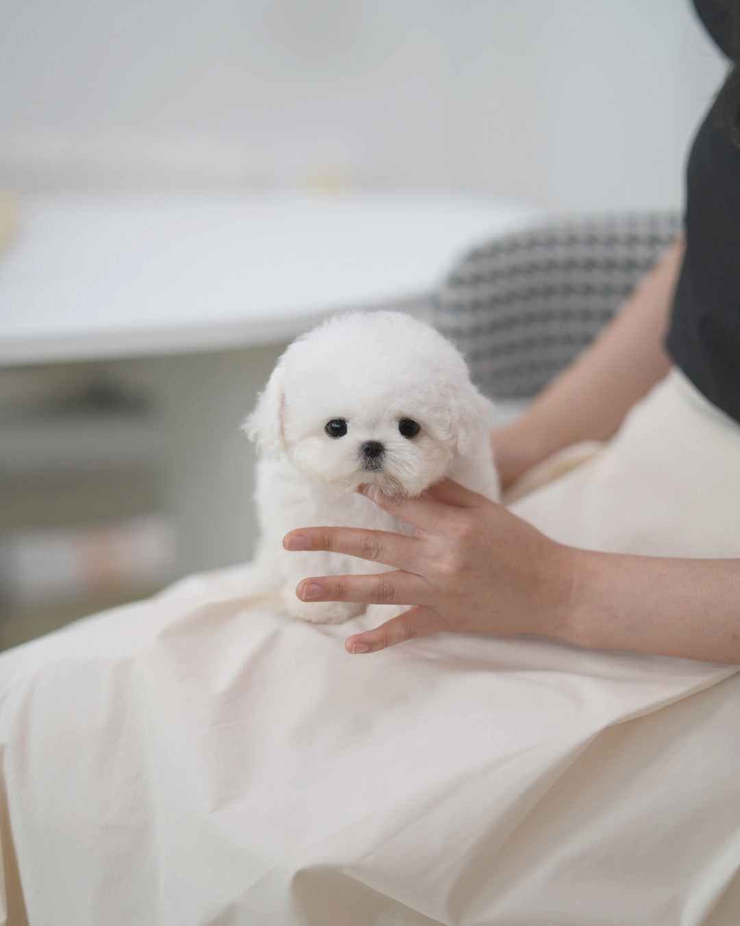 Owen [TEACUP BICHON Frise]