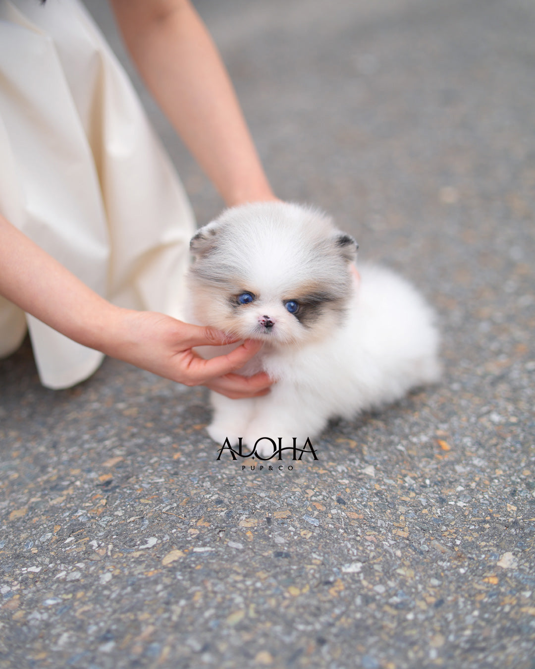 Billy [TEACUP POMERANIAN]