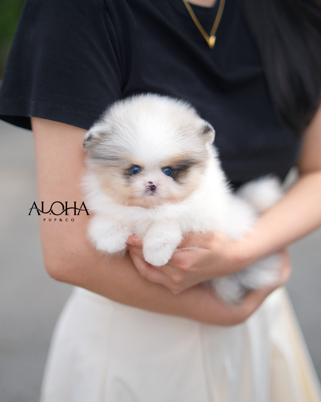 Billy [TEACUP POMERANIAN]