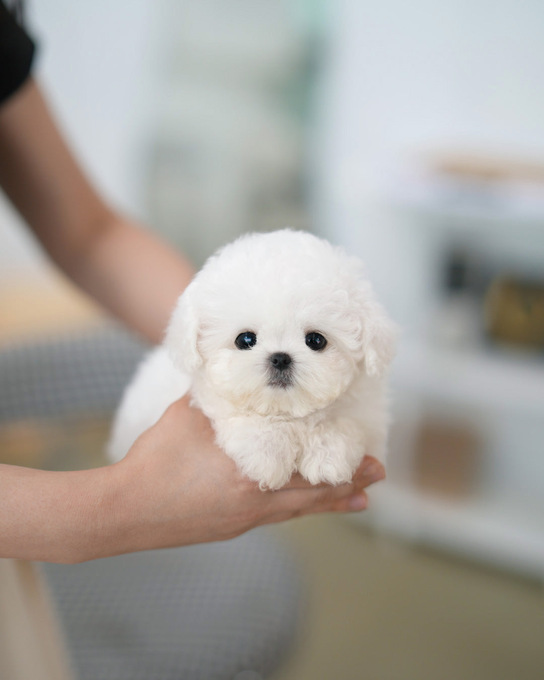 Owen [TEACUP BICHON Frise]
