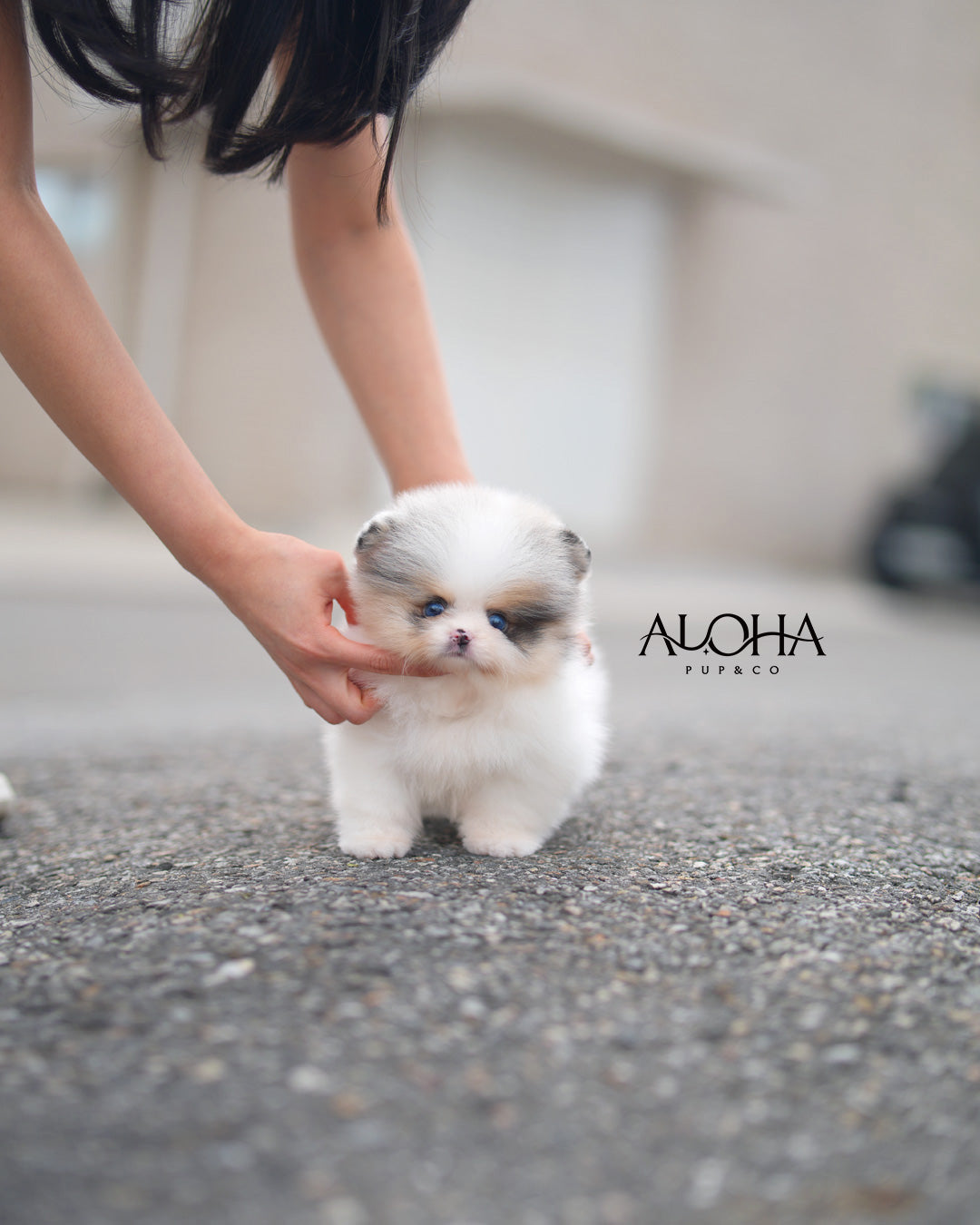 Billy [TEACUP POMERANIAN]