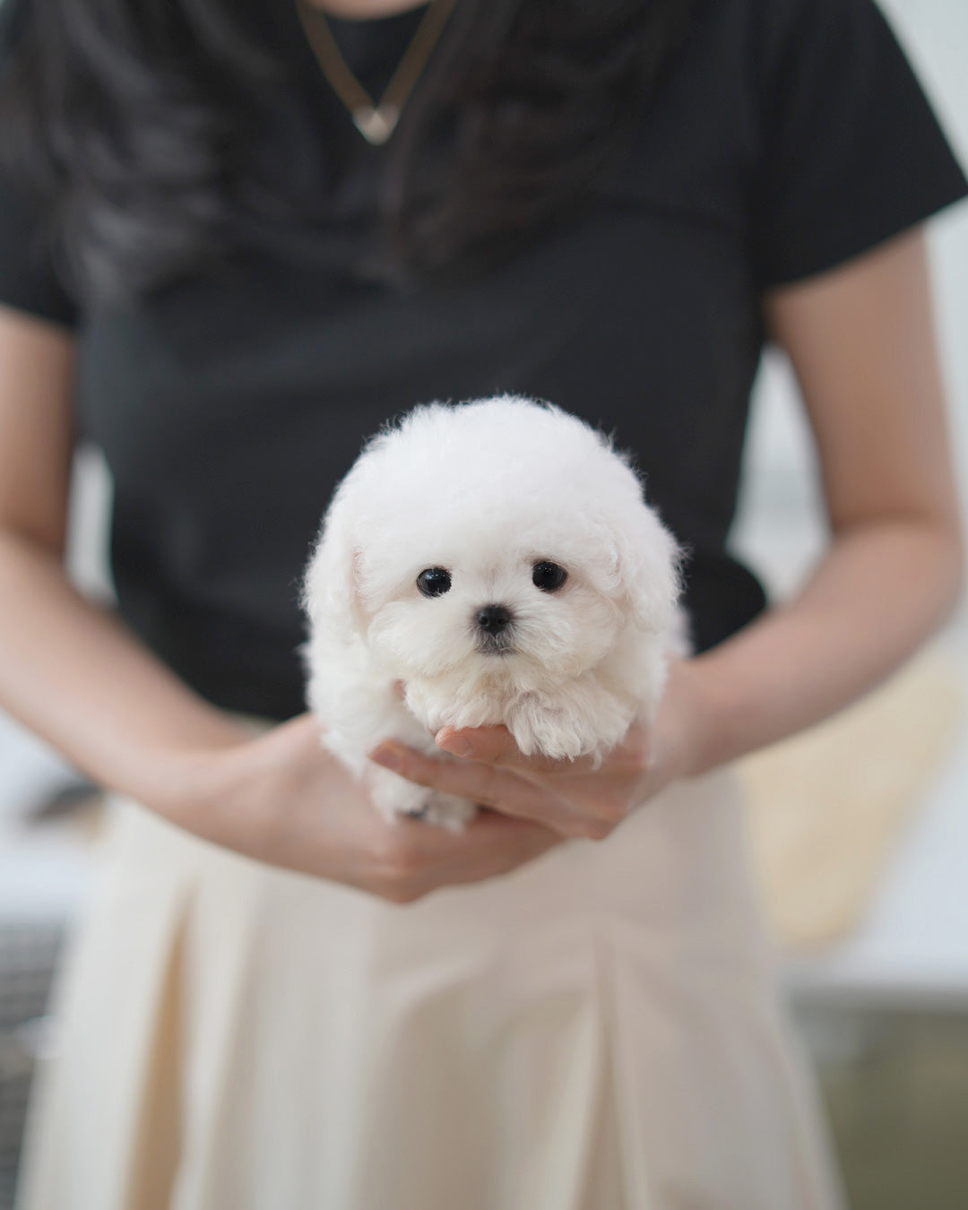 Owen [TEACUP BICHON Frise]