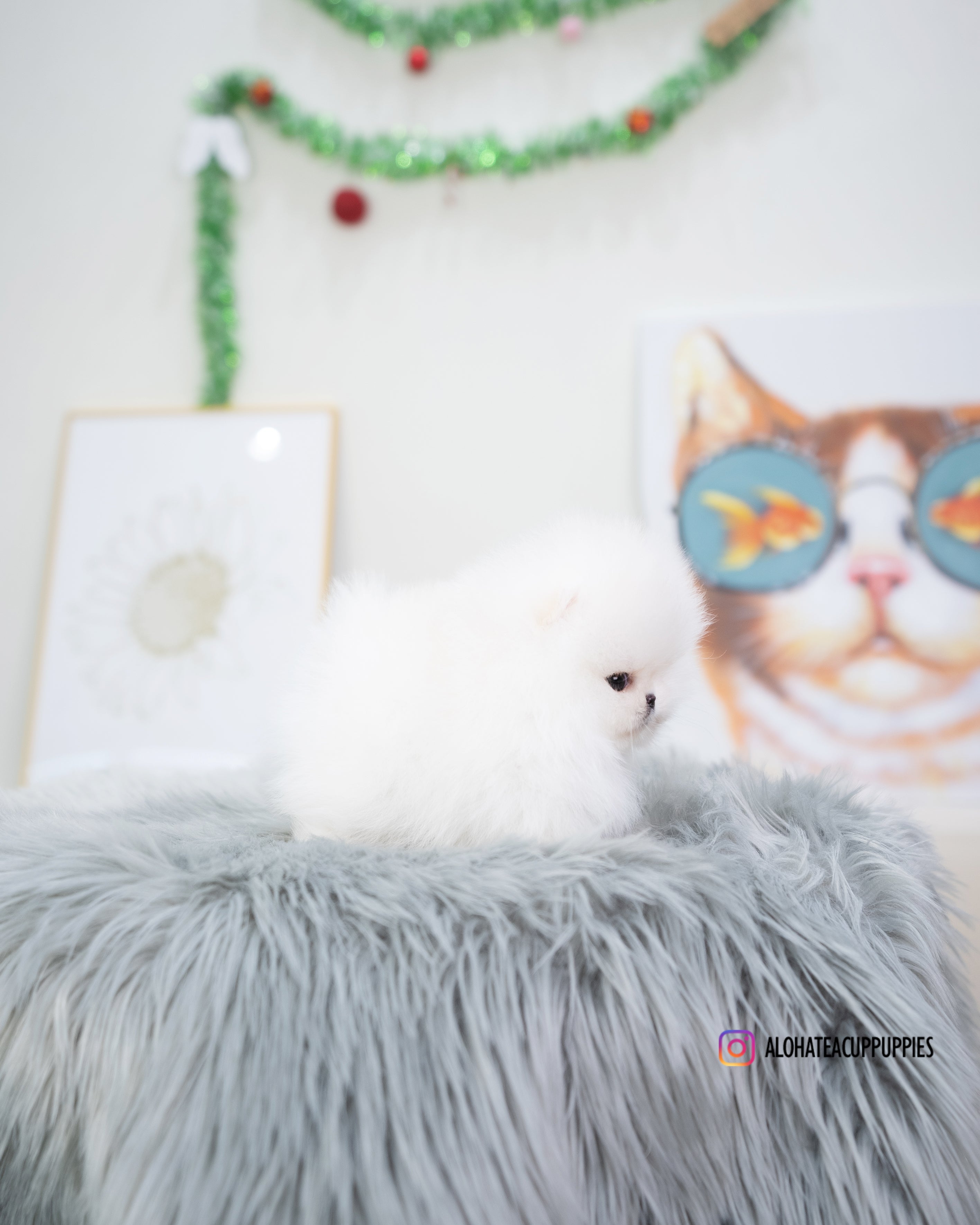 Leona [POMERANIA TAZA DE TÉ]
