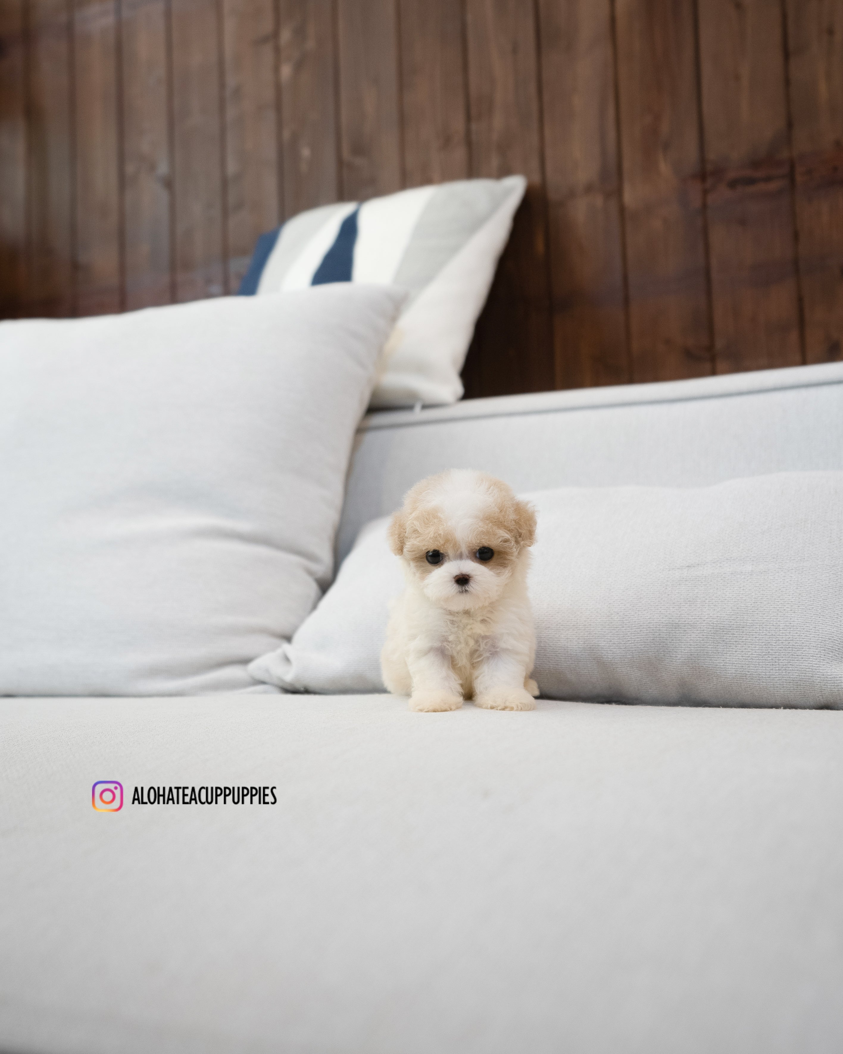 Bruno [TEACUP MALTIPOO]