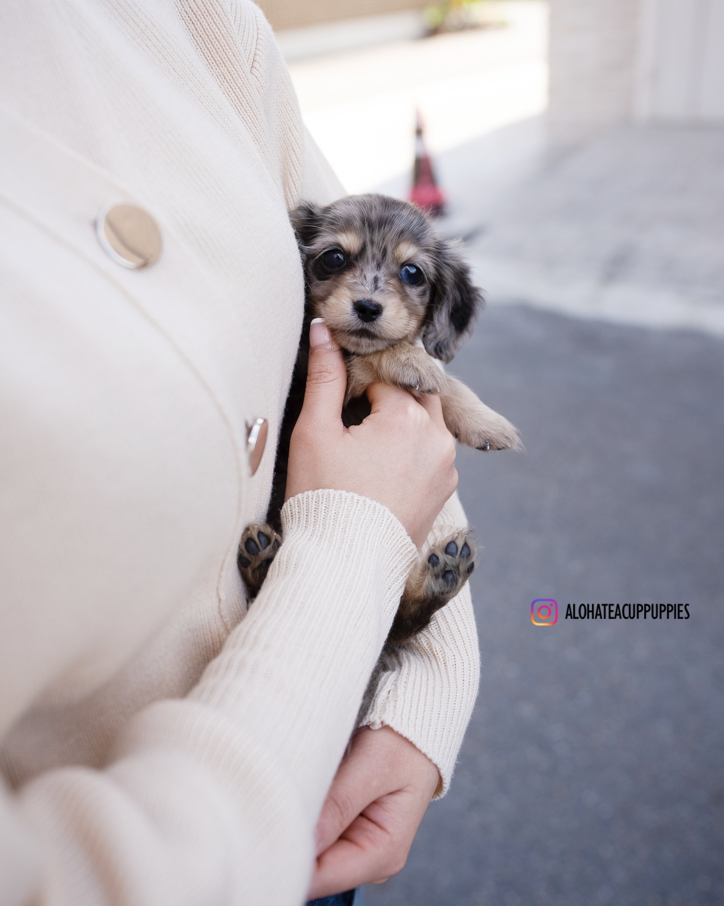 Blair [TEACUP DACHSHUND]
