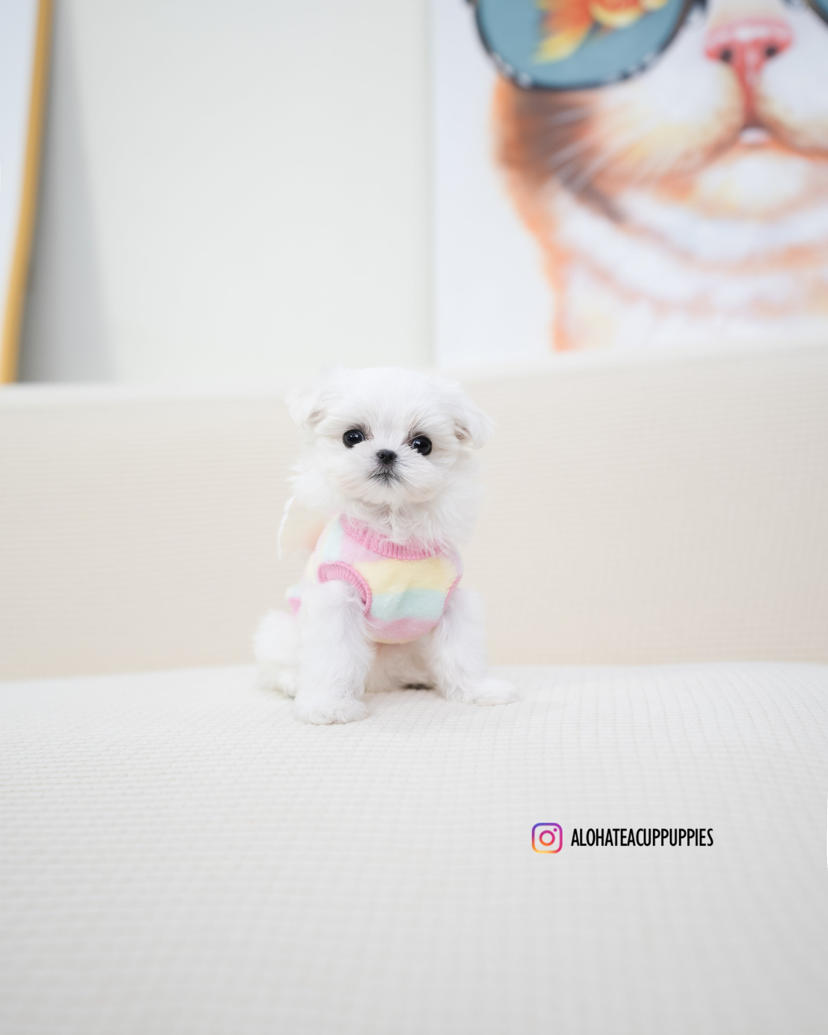 Buzz [TEACUP MALTESE]