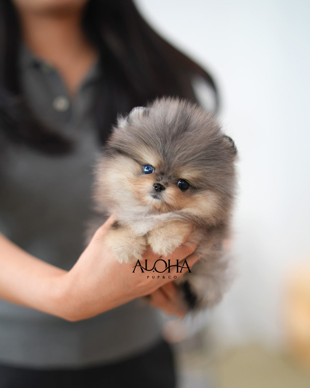 Poco [TEACUP POMERANIAN]