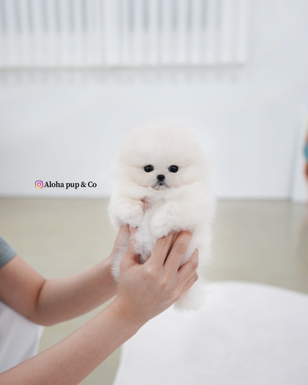 基亚拉 [茶杯博美犬]