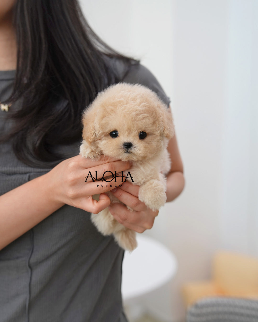 Latte [TEACUP MALTIPOO]