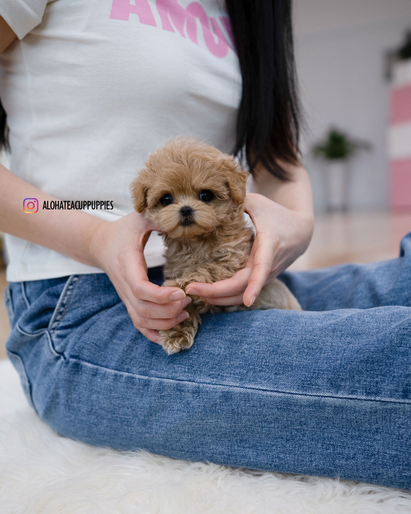 Bunny [TEACUP MALTIPOO]