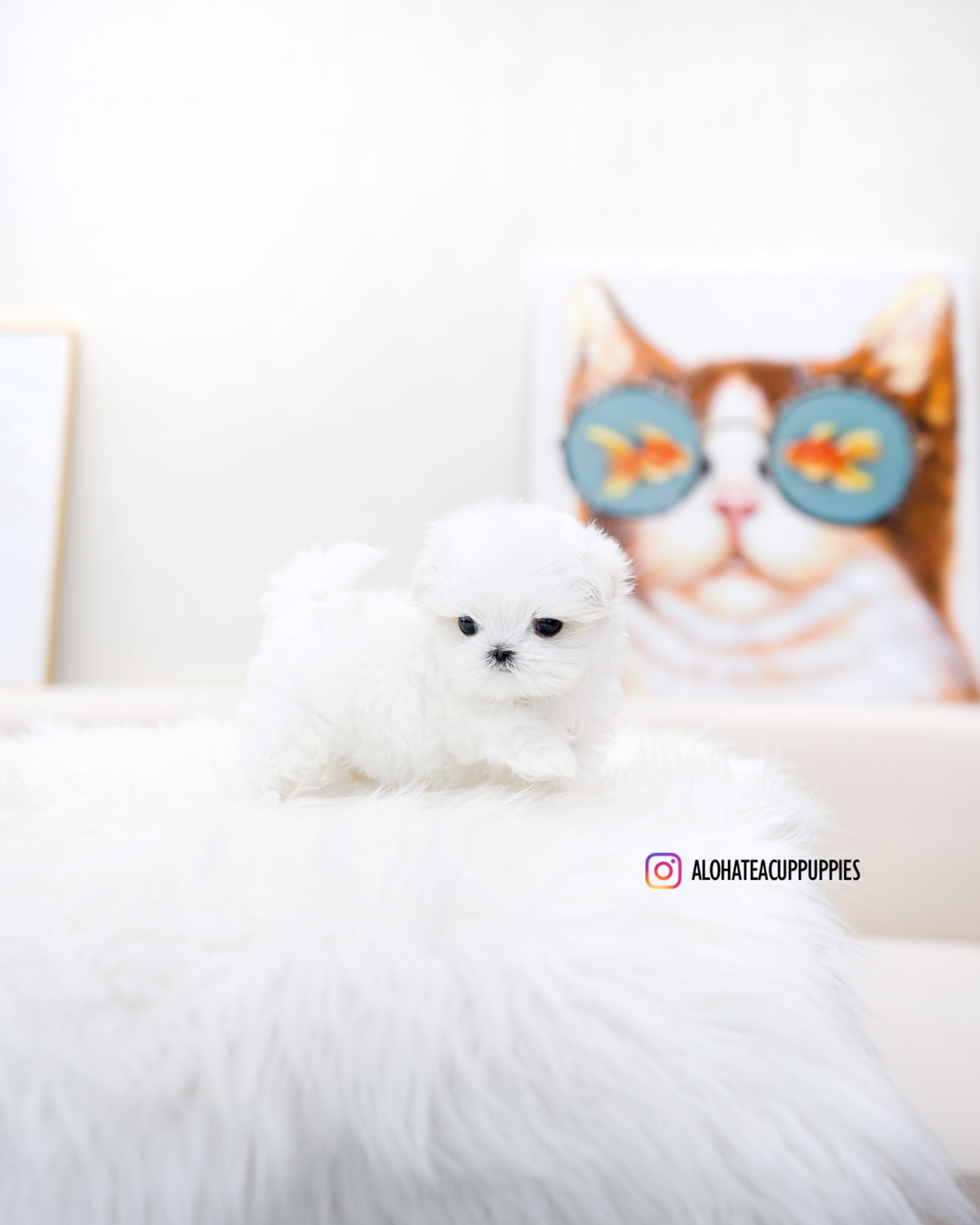 Caly [TEACUP MALTESE]
