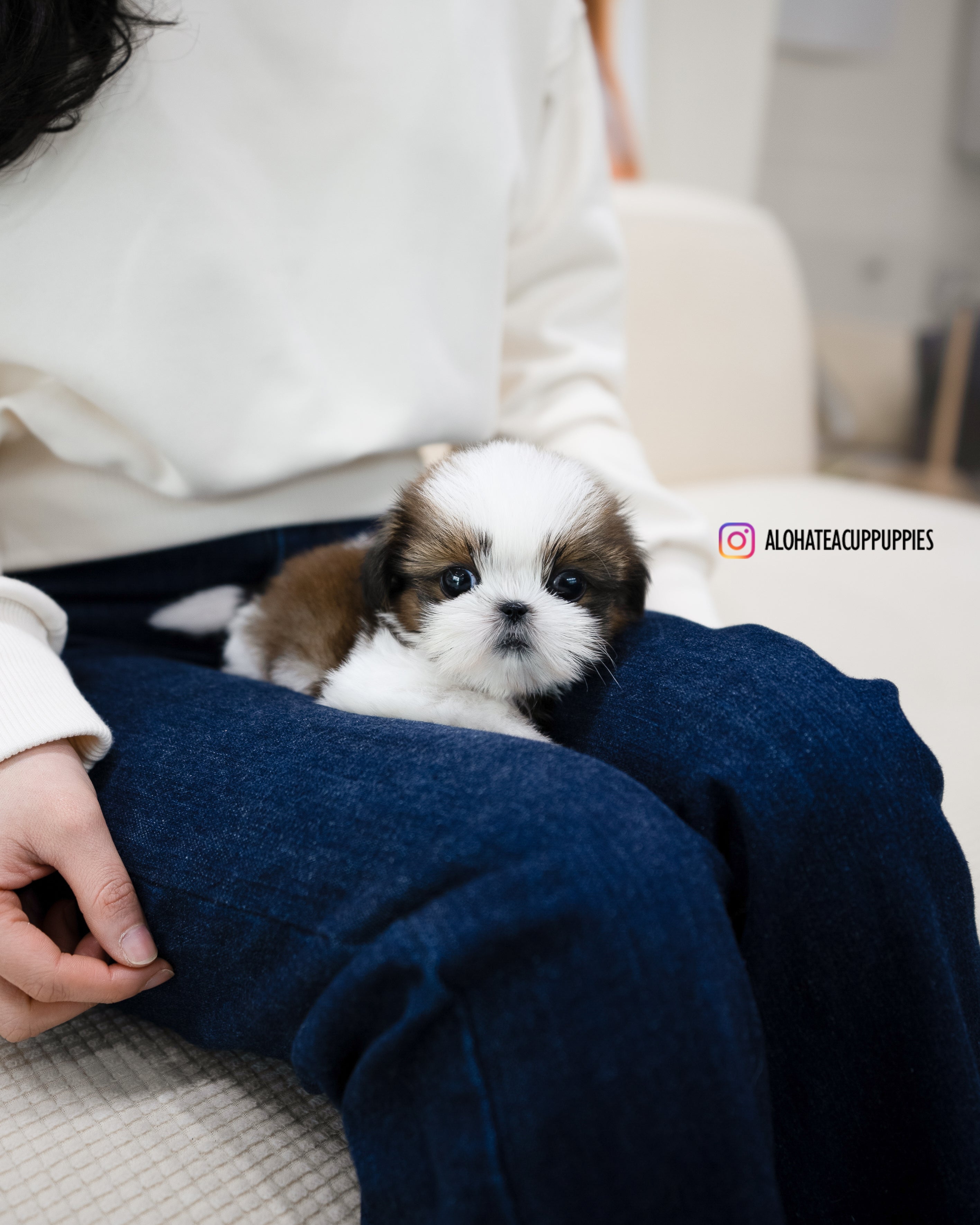 Heidi [TEACUP SHIHTZU]