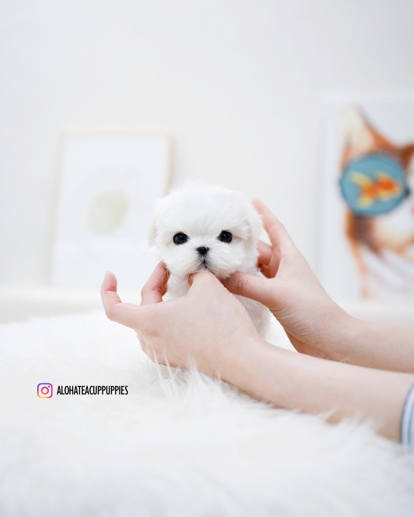 Petit [TEACUP MALTESE]