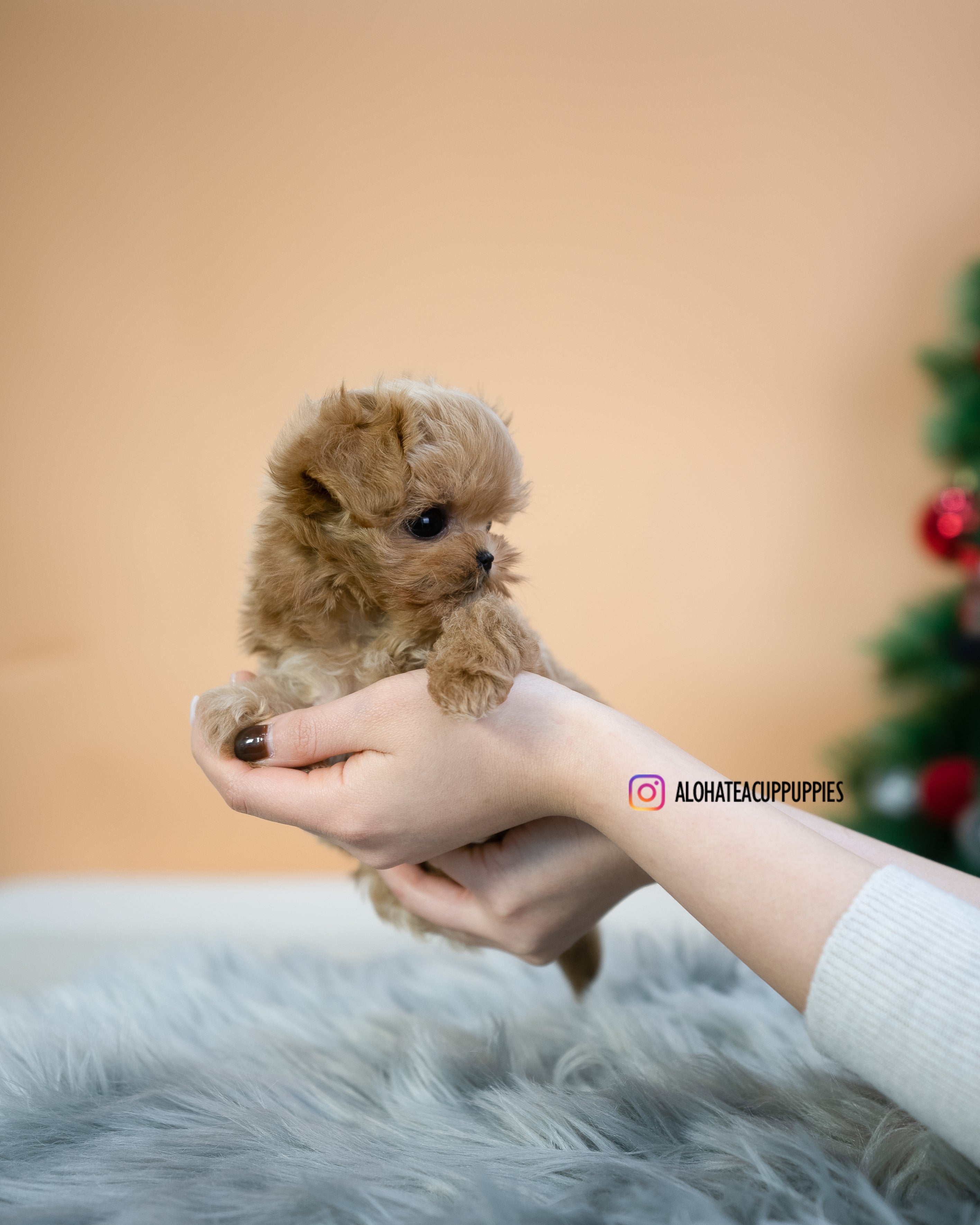 Lucas [TEACUP MALTIPOO]