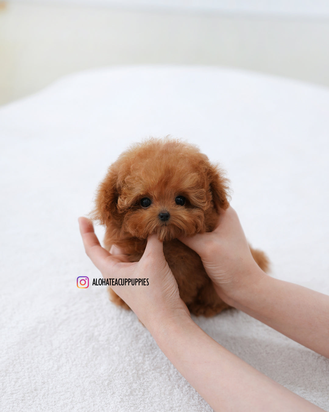 Sora [TEACUP POODLE]