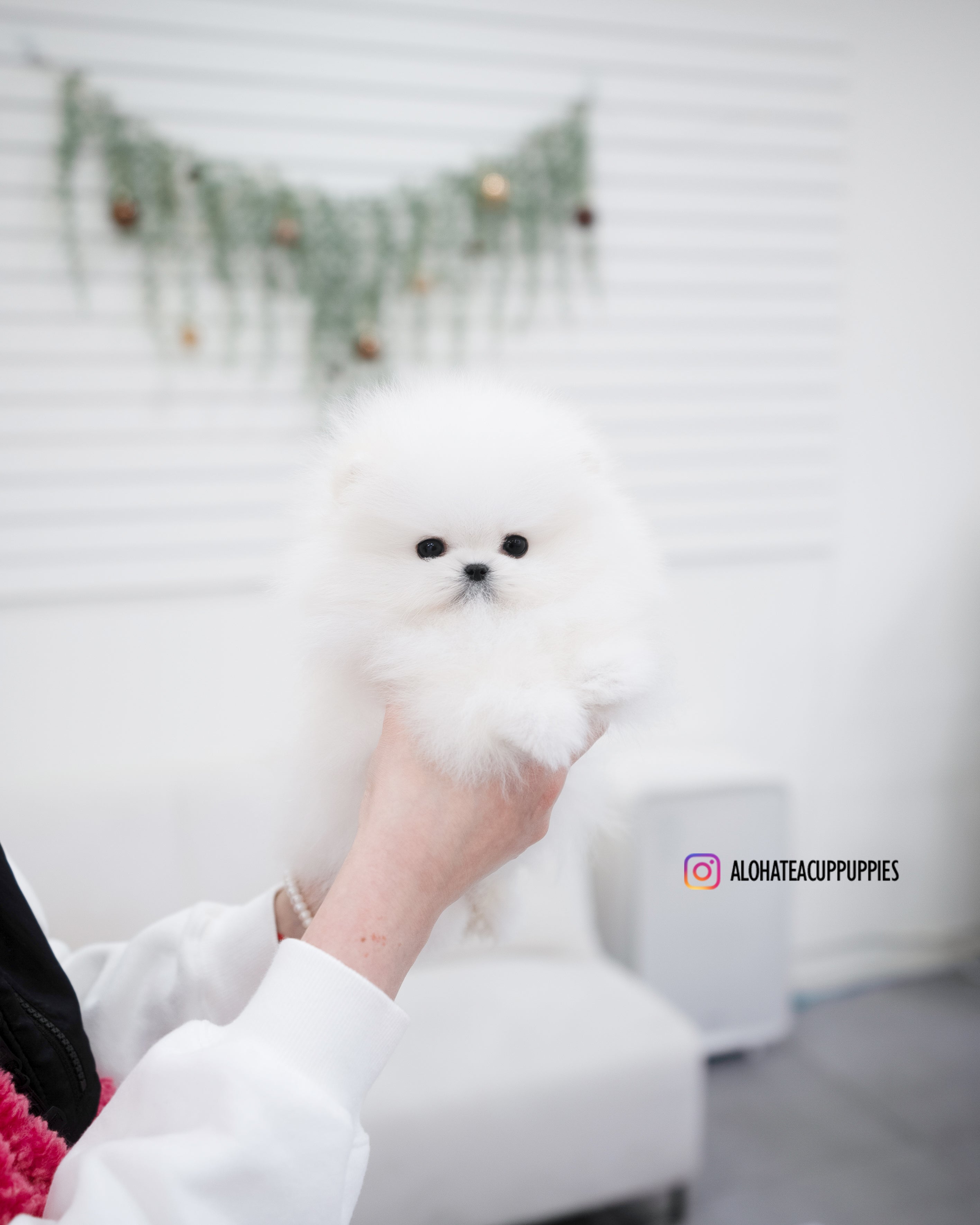 Poppy [TEACUP POMERANIAN]