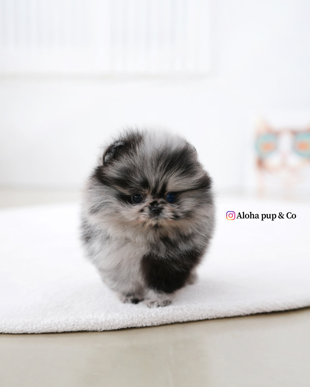 París [POMERANIA TAZA DE TÉ]