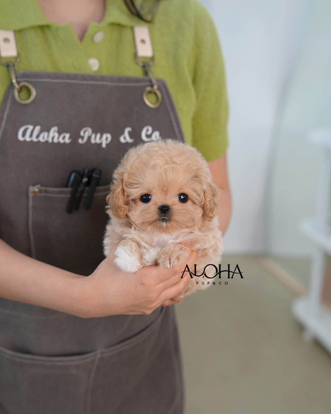 Mabie [TEACUP MALTIPOO]
