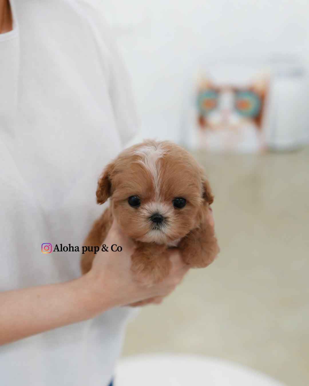 Zeno [TEACUP MALTIPOO]