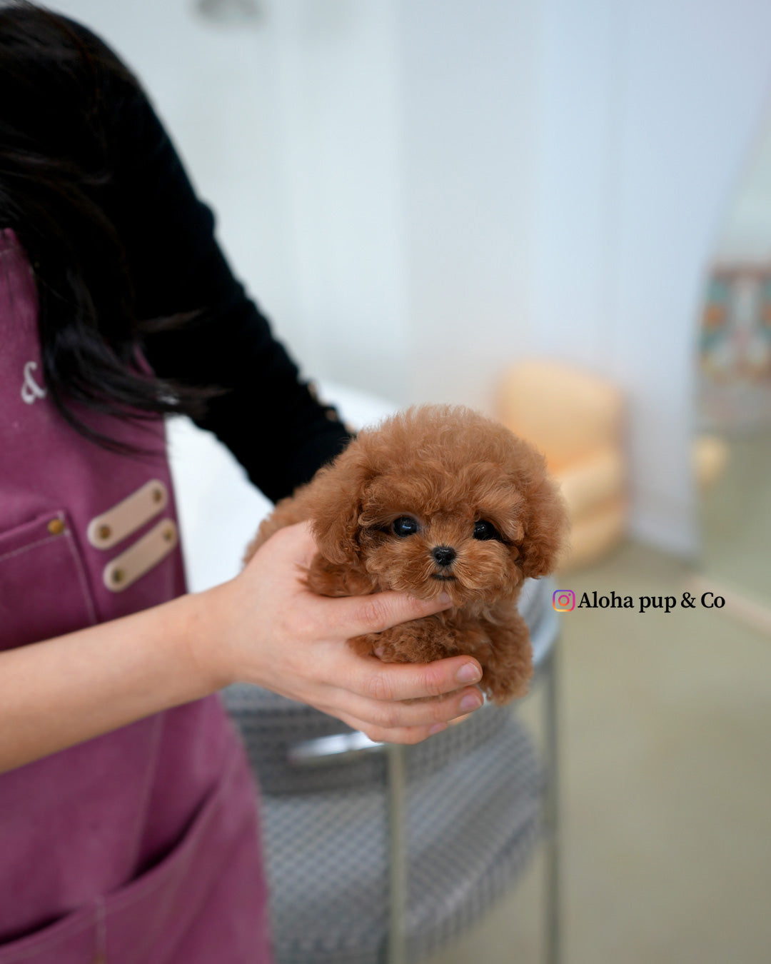 Ronnie [TEACUP POODLE]