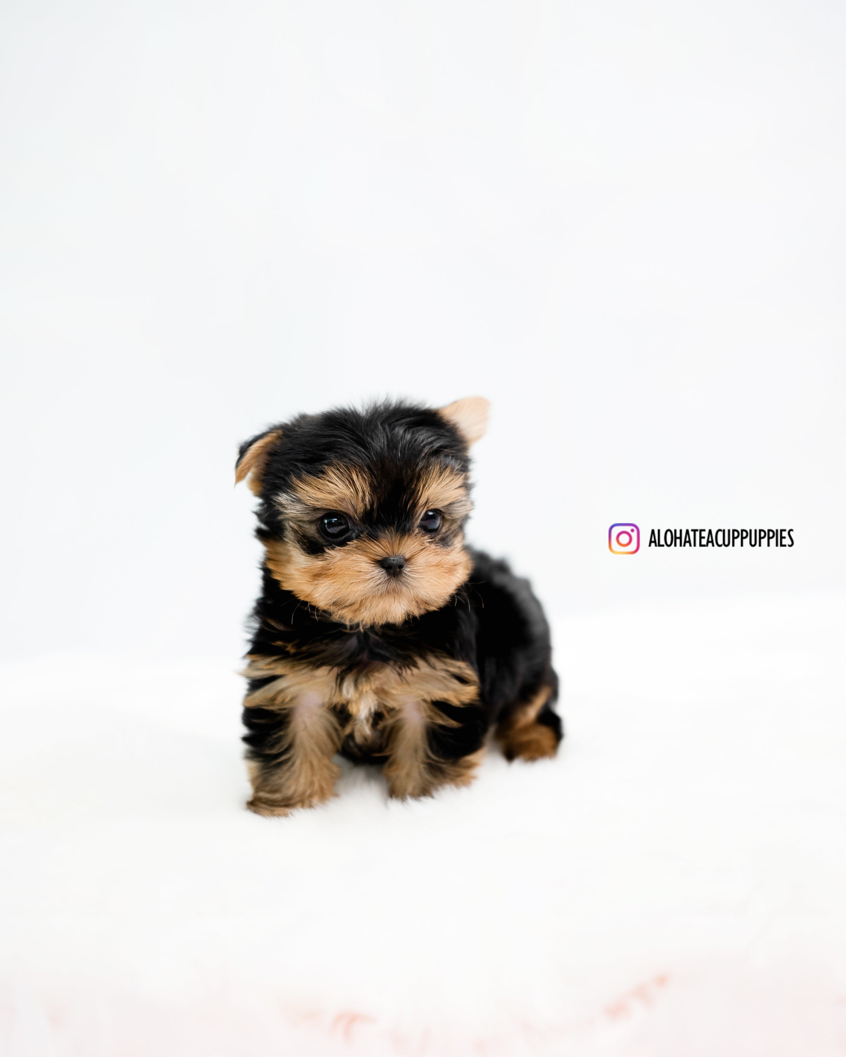 Felix [TEACUP YORKIE]