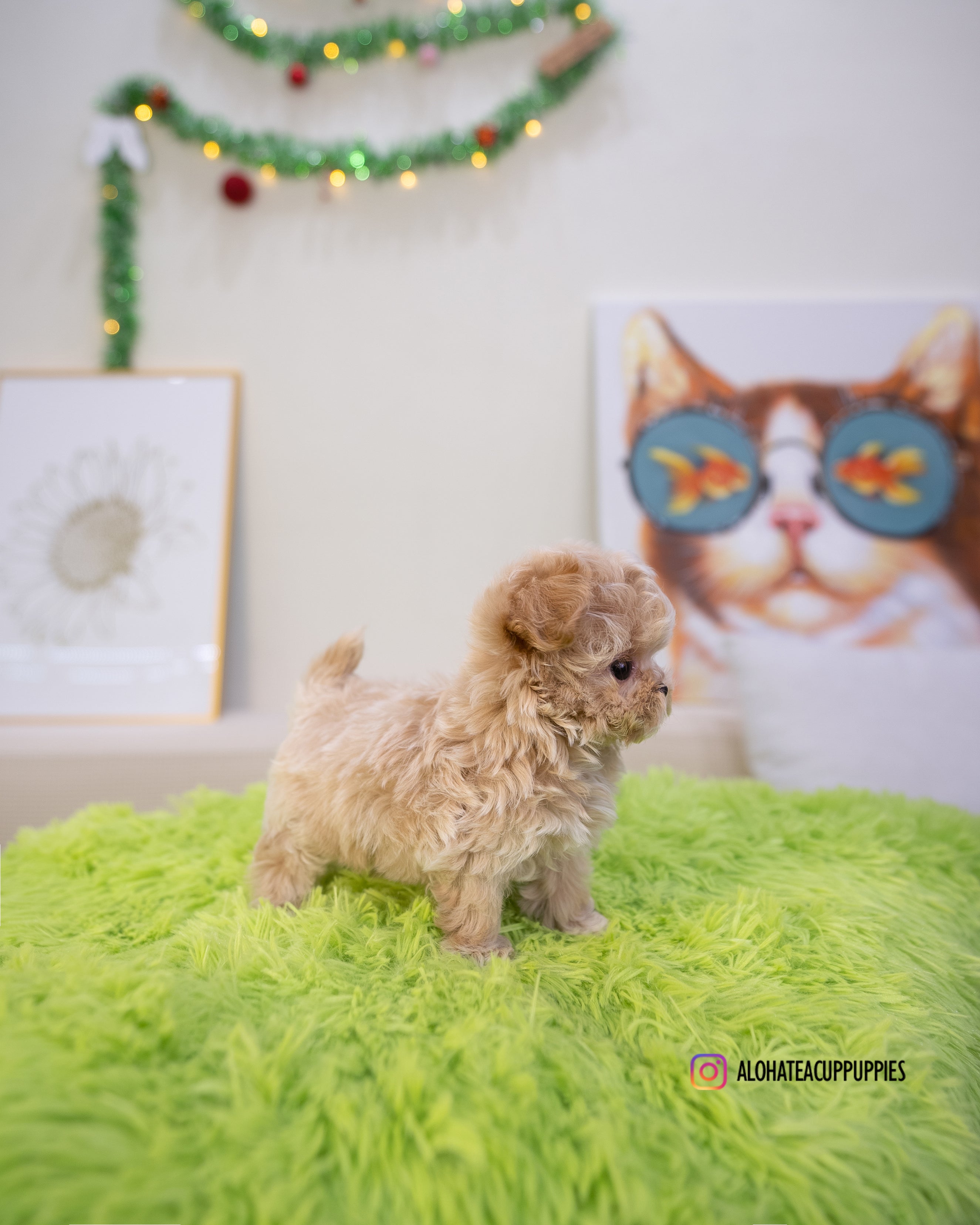 Nico [TEACUP MALTIPOO]