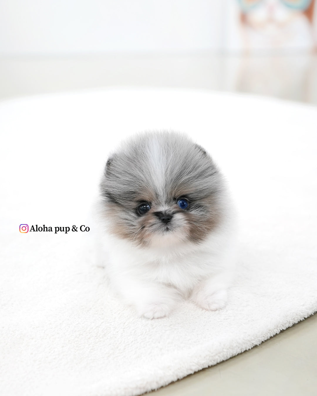 Lior [POMERANIA TAZA DE TÉ]