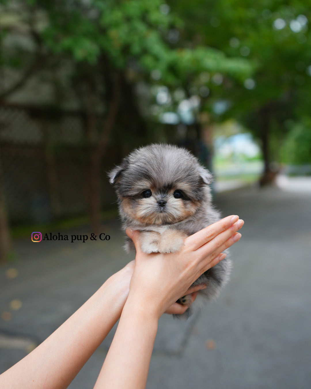 Hugo [Maltipom MINI]
