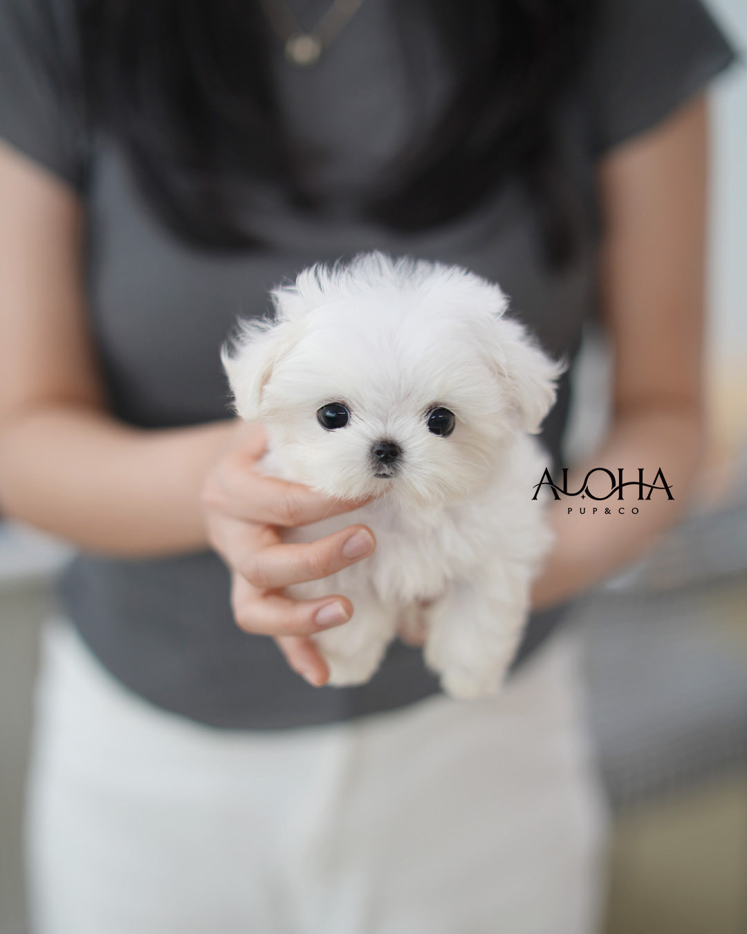 Demi [TEACUP Maltese]