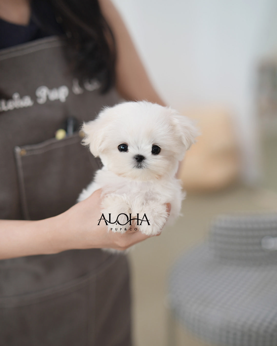 Rudy [TEACUP Maltese]