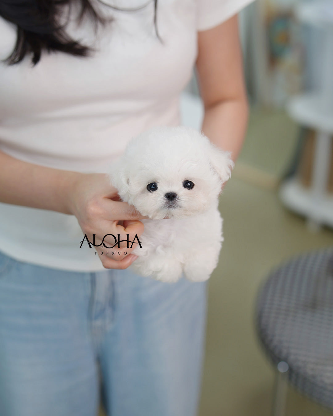 Blue [TEACUP BICHON Frise]