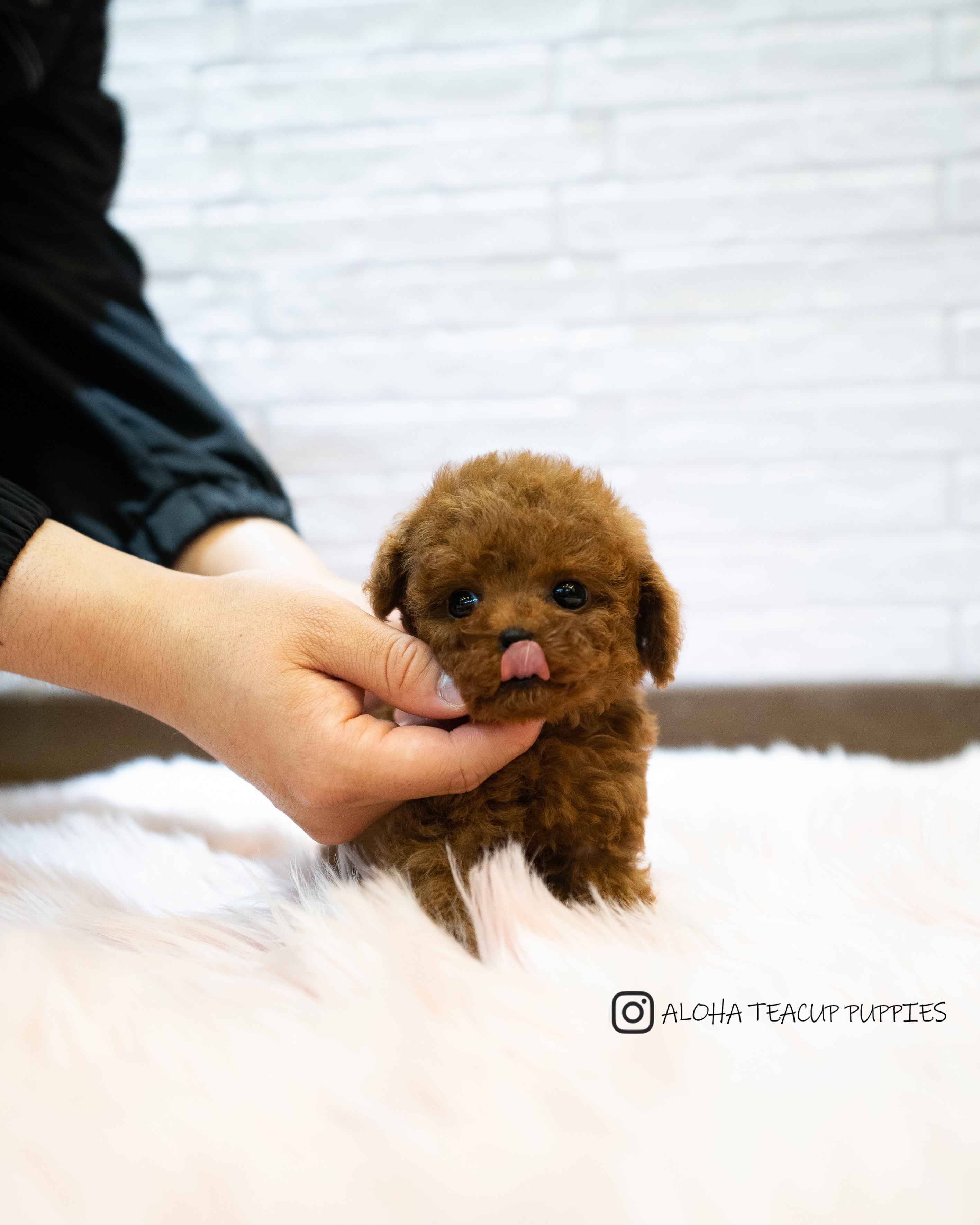 Sonny [TEACUP POODLE]