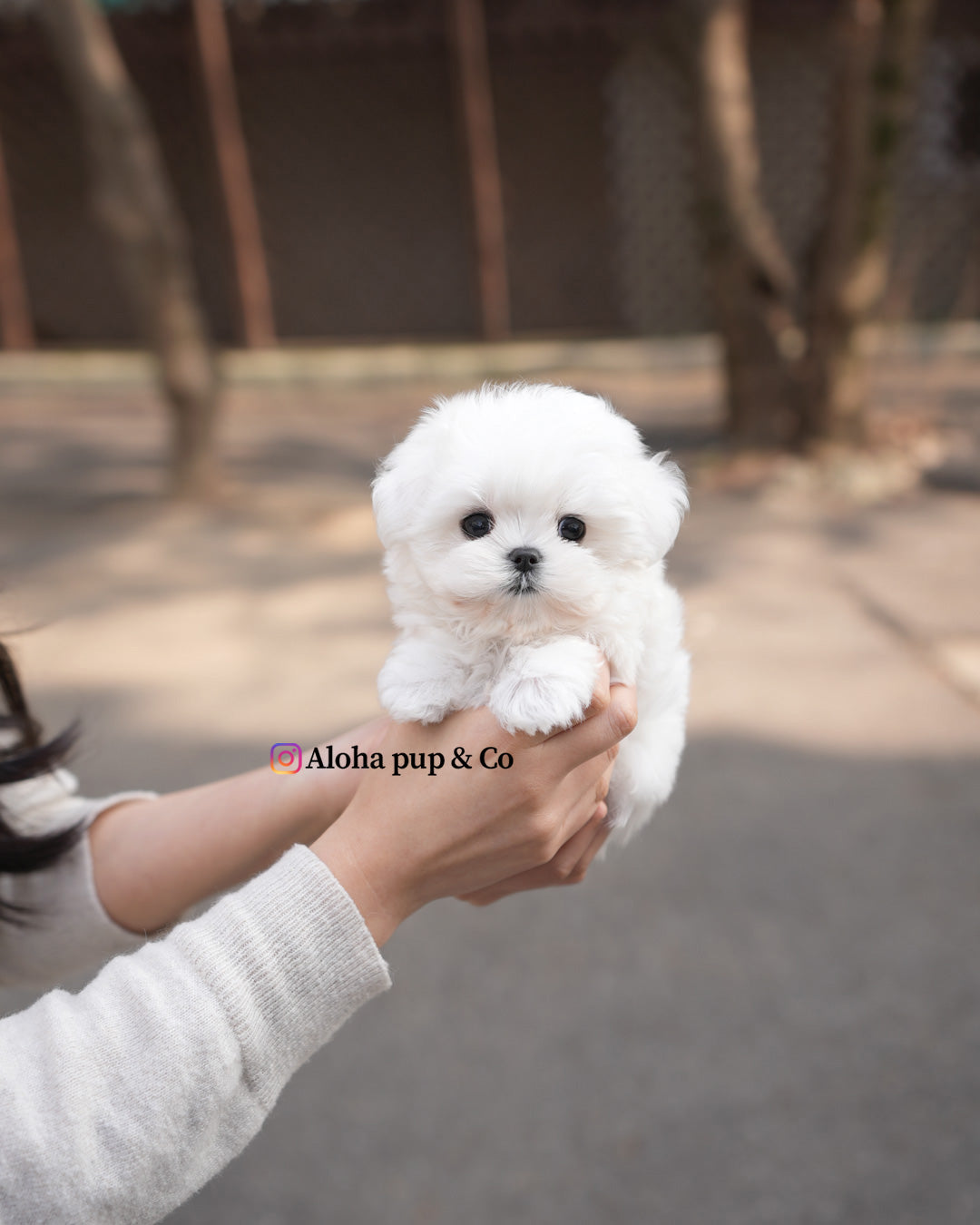 Otis [TEACUP MALTESE]